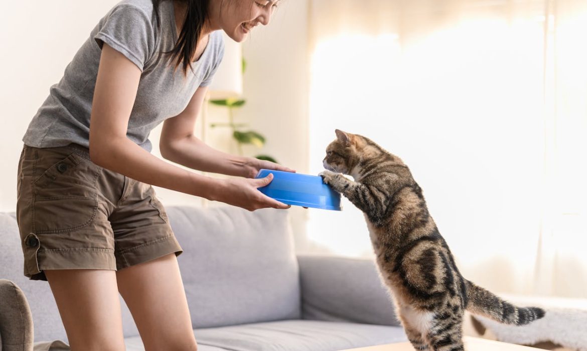 Comida de gato - https://www.pexels.com/es-es/foto/comida-sano-amor-gente-16597604/