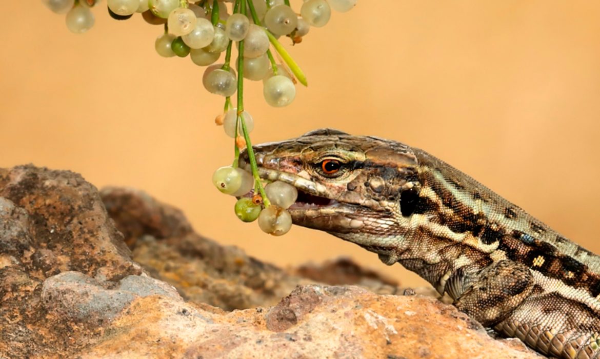 Imagen del lagarto ‘Gallotia galloti’ consumiendo frutos de un arbusto en Tenerife. / Beneharo Rodríguez
