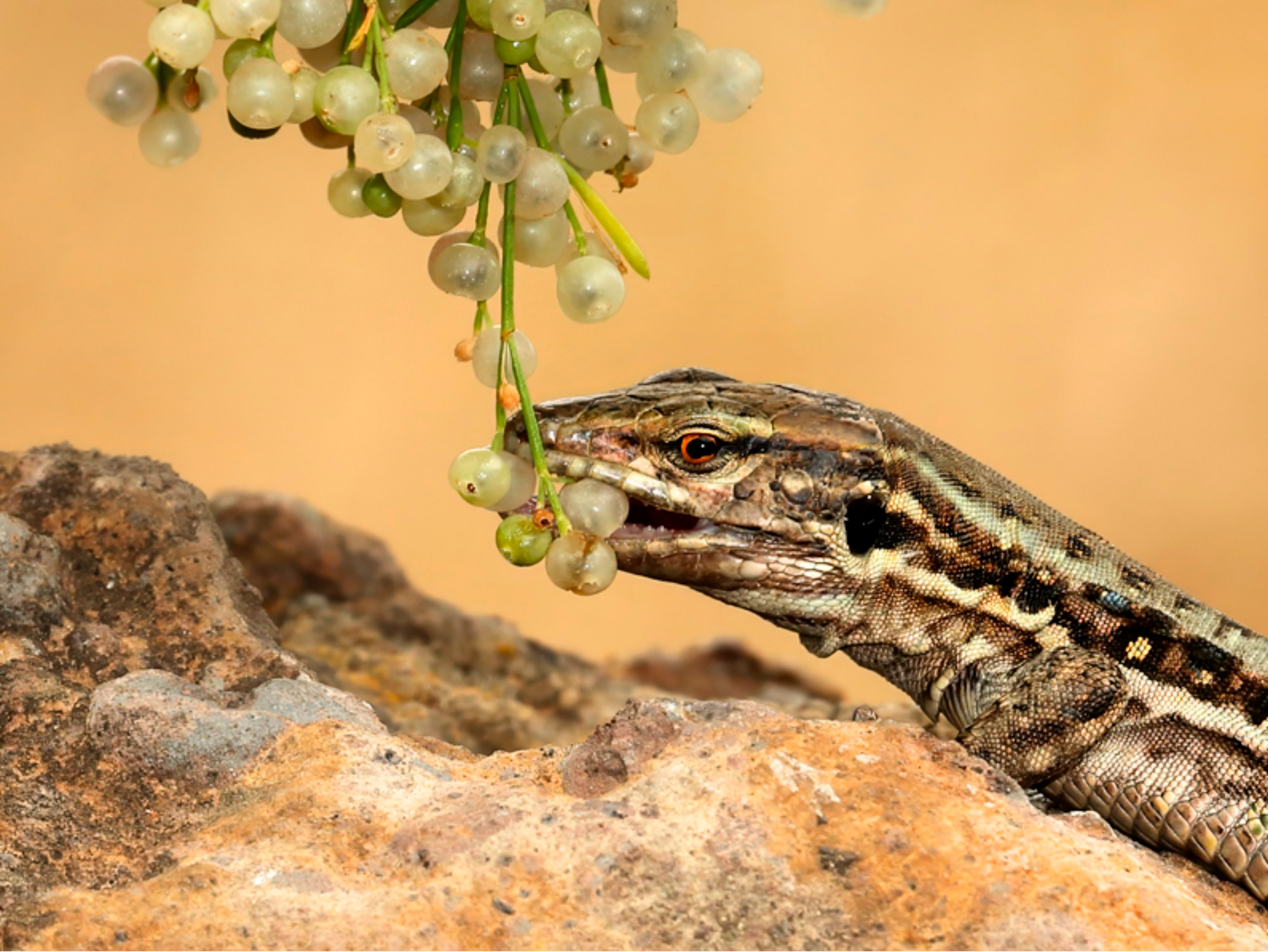 Imagen del lagarto ‘Gallotia galloti’ consumiendo frutos de un arbusto en Tenerife. / Beneharo Rodríguez