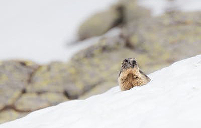 Marmota - Foto de Vincent M.A. Janssen: - Pexel