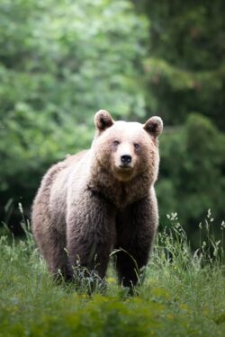 Oso pardo - Foto de Lorenzo Boldorini - Pexels