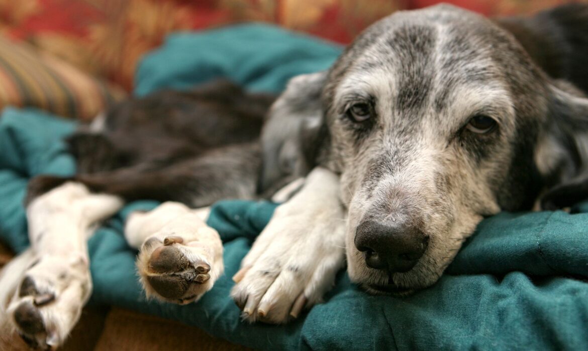 Perro enfermo
