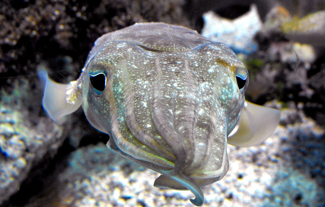 Sepia Pharaonis - Por Stickpen - Wikipedia