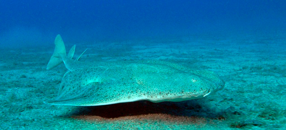 Tiburón angelote - Por Philippe Guillaume - et moi, CC BY 2.0,