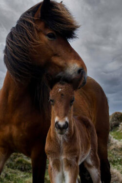 Yegua con potro - Foto propiedad de: Arngrímur S.:
