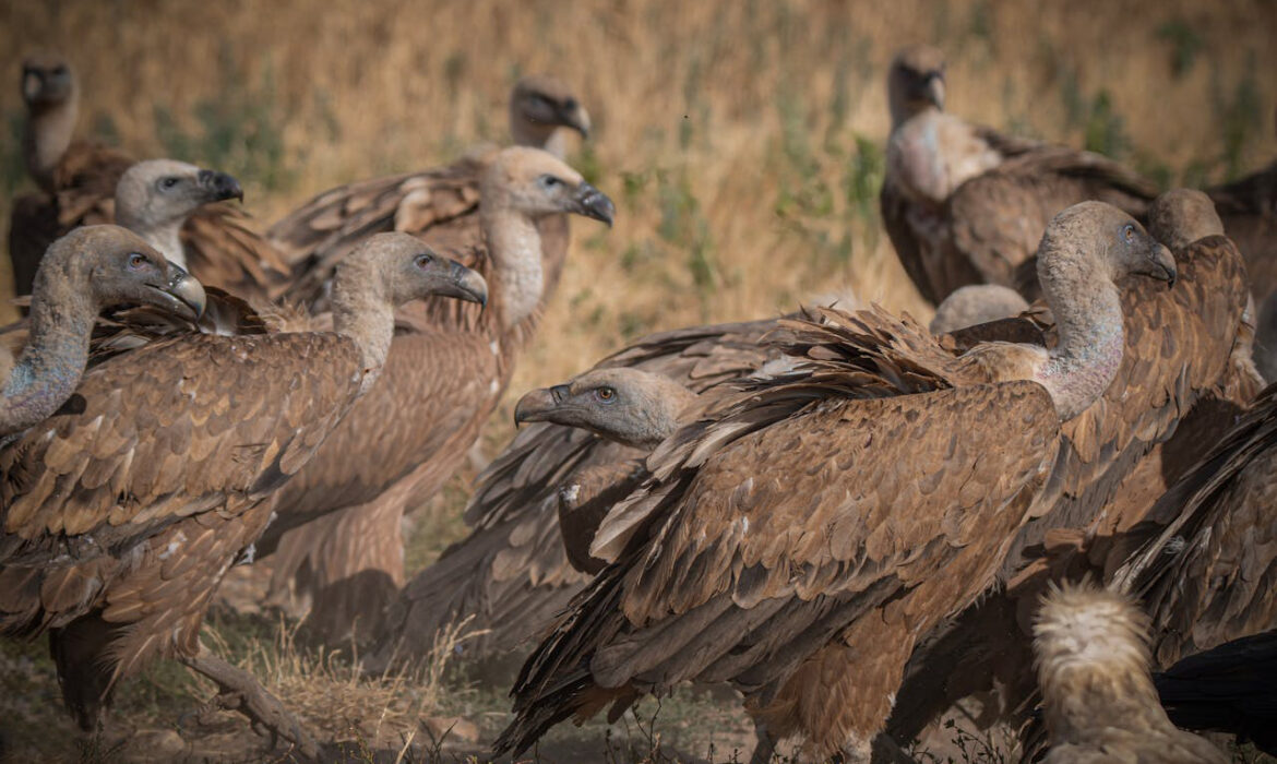 Buitre - Foto de Jesús Esteban San José