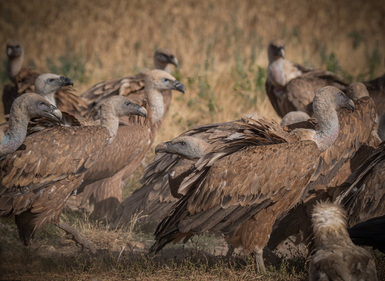 Buitre - Foto de Jesús Esteban San José