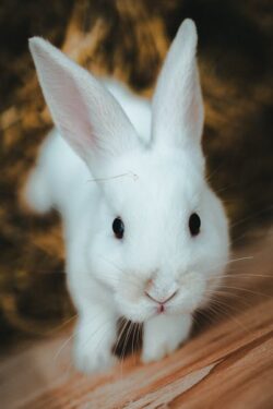 Conejo - Foto propiedad de: Foto de Jonathan Cooper