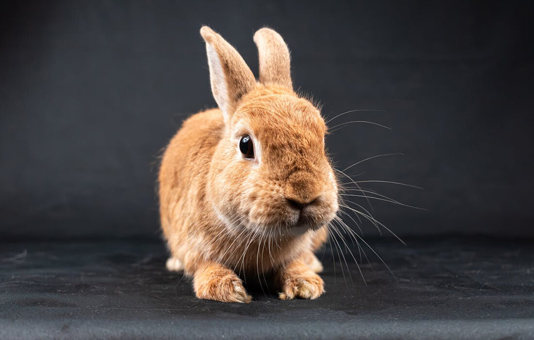 Conejo - Foto de Nikolett Emmert