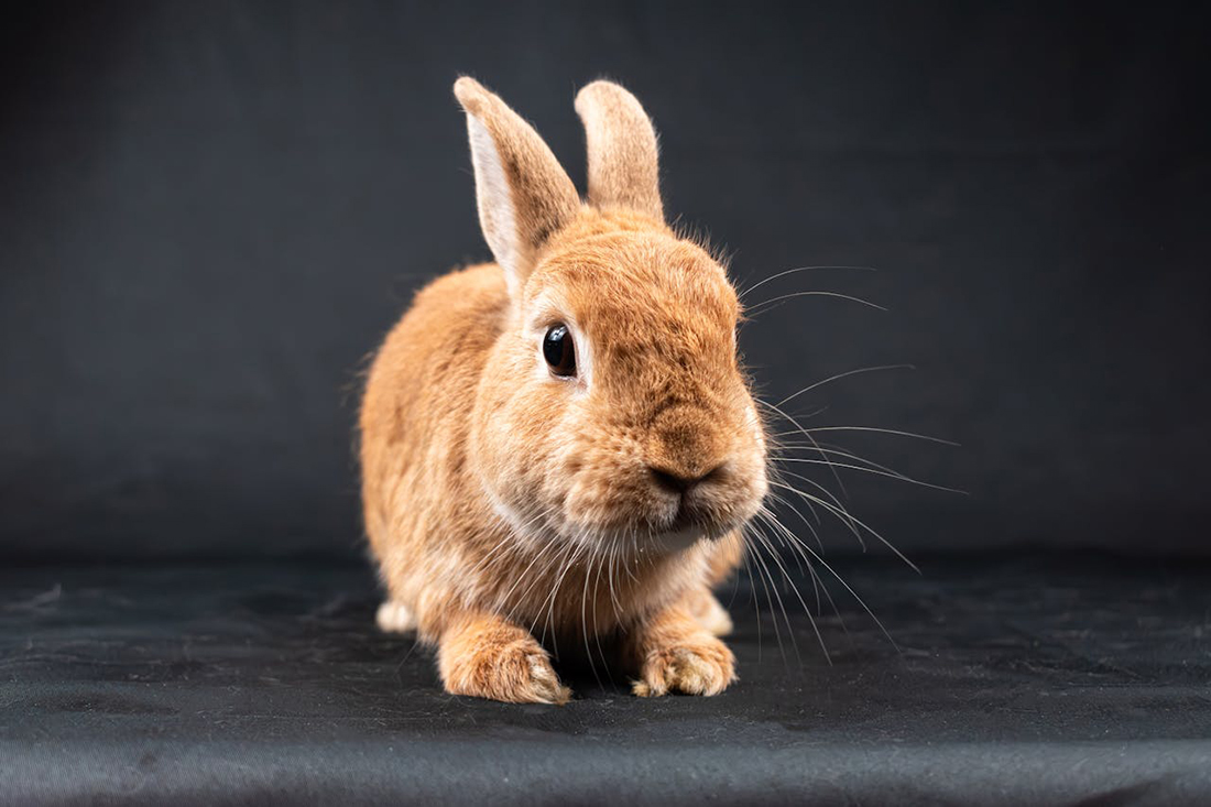 Conejo - Foto de Nikolett Emmert
