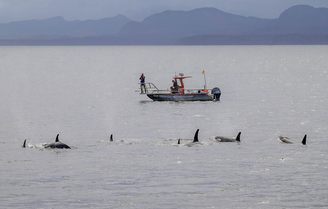 Orcas y delfines