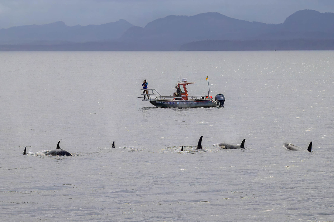 Orcas y delfines