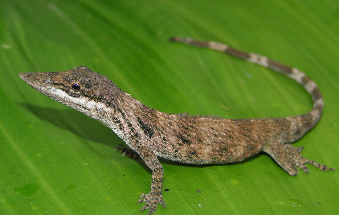 Anolis Laevi - Foto propiedad de Instituto Nacional de Biodiversidad de Ecuador (Inabio)