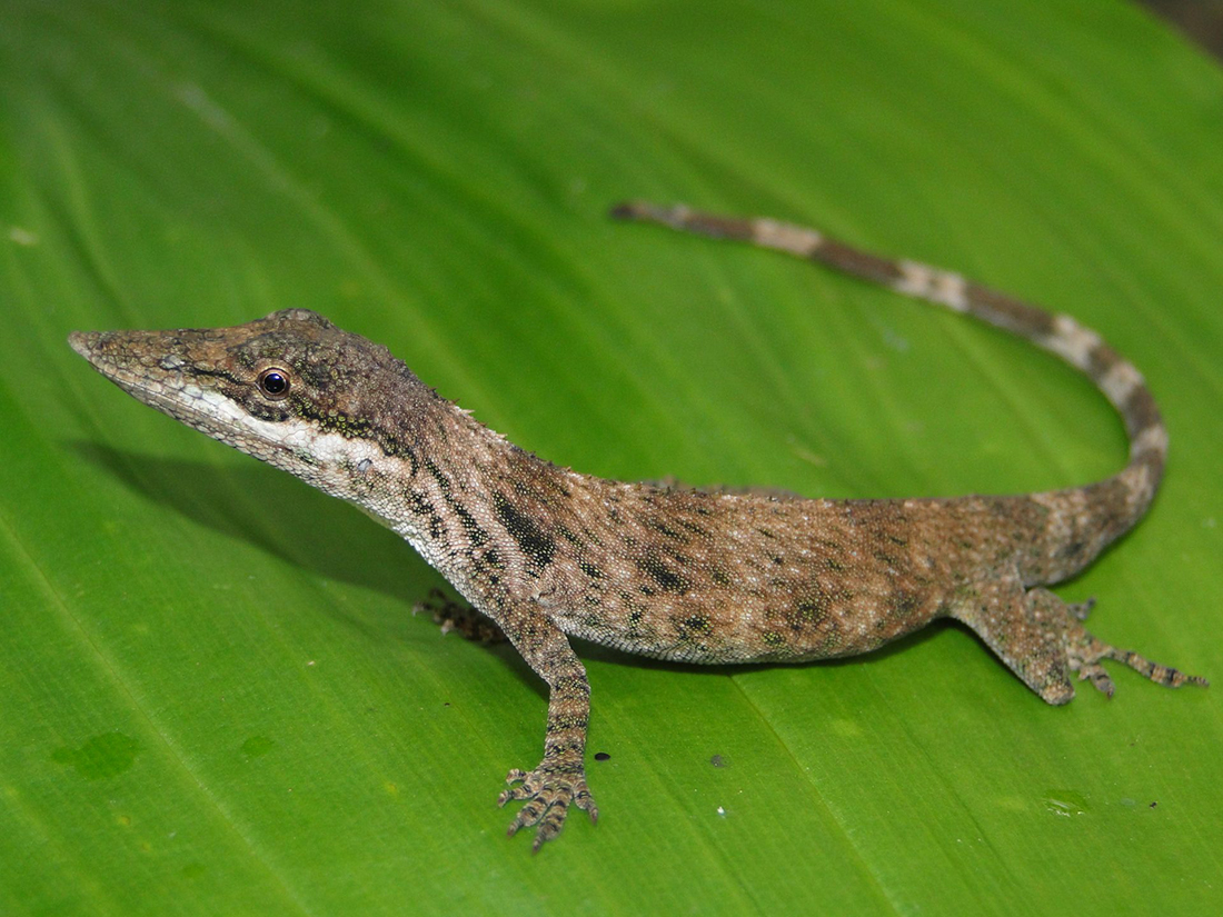 Anolis Laevi - Foto propiedad de Instituto Nacional de Biodiversidad de Ecuador (Inabio)