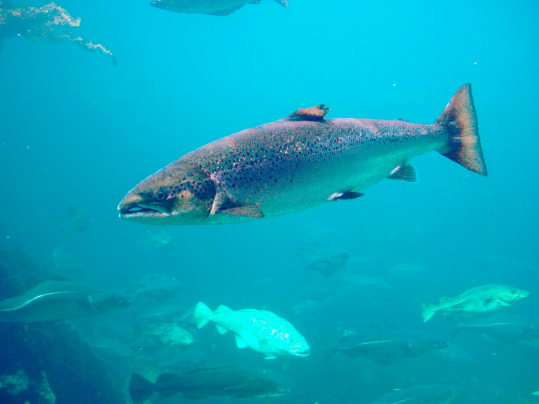 Salmón Salar - Foto propiedad de: Por Hans-Petter Fjeld