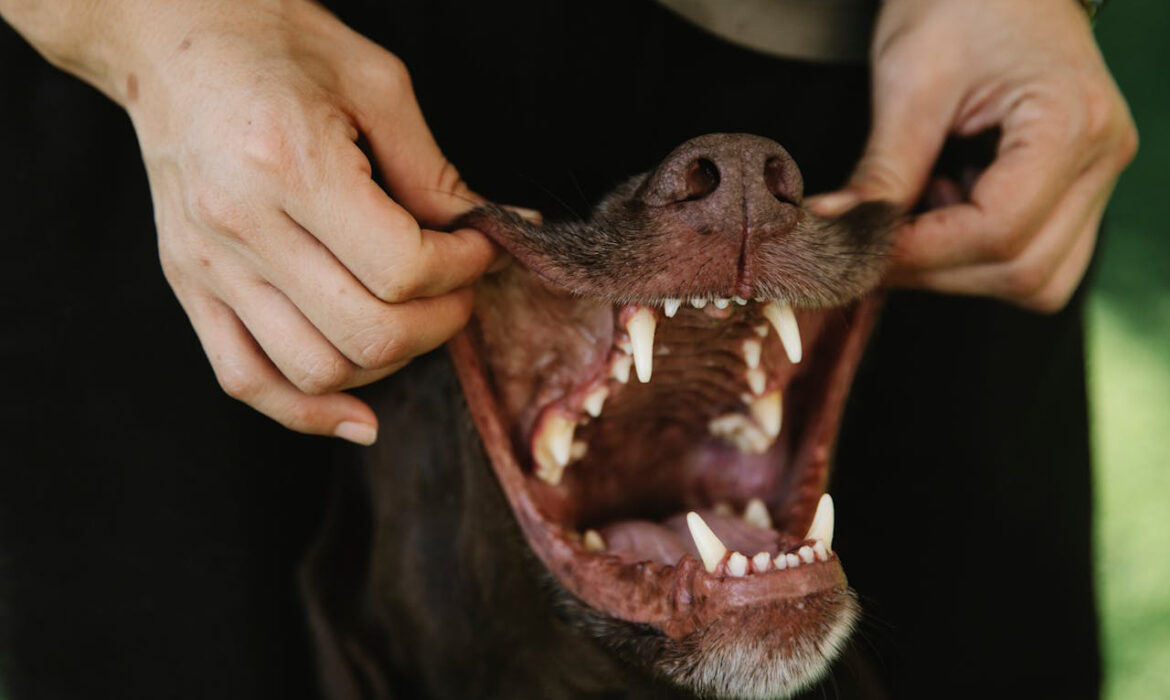 Boca perros - Foto de Blue Bird