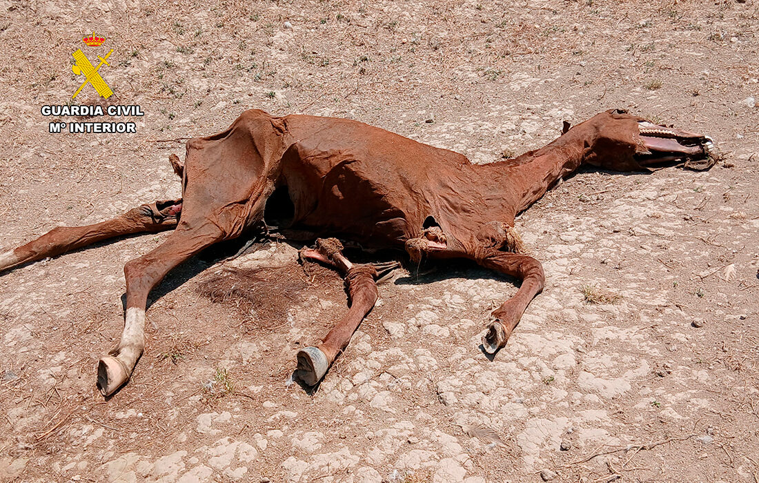 Caballo maltratado