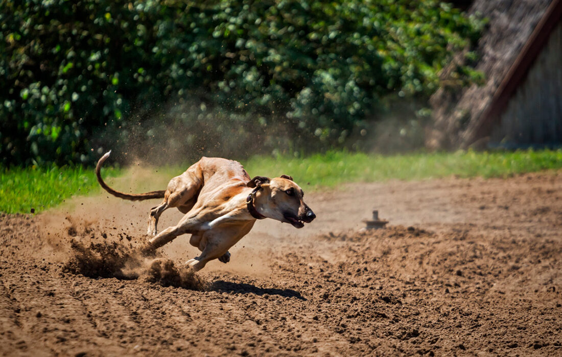 Galgo corriendo - Foto propiedad de: https://pxhere.com/es/photo/869957