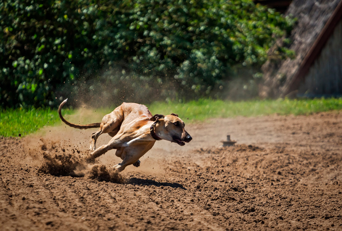 Galgo corriendo - Foto propiedad de: https://pxhere.com/es/photo/869957