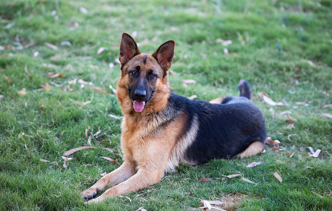 Pastor alemán - RSCE