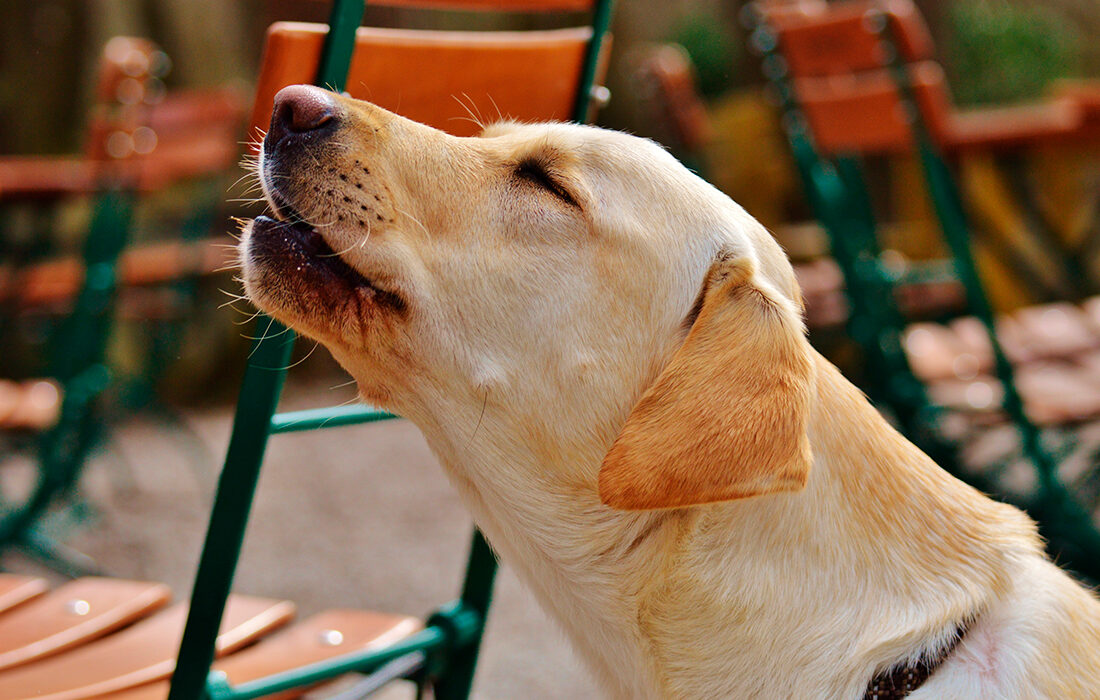 Perro aullando - https://pxhere.com