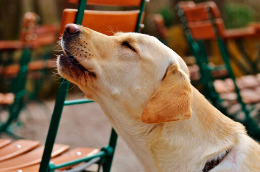Perro aullando - https://pxhere.com
