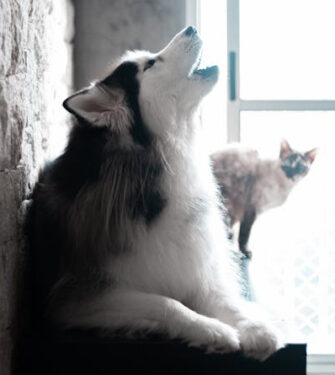 Perro aullando - Foto de Wolf Art: https://www.pexels.com/es-es/foto/perro-mascota-mono-pelo-7574817/