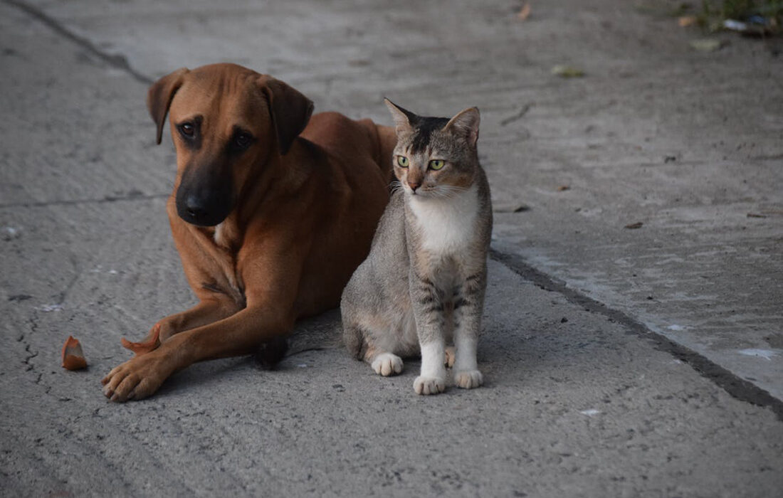 Perro y gato - Foto de Wander Kash: https://www.pexels.com/es-es/foto/perro-sentado-mascotas-gato-20816519/