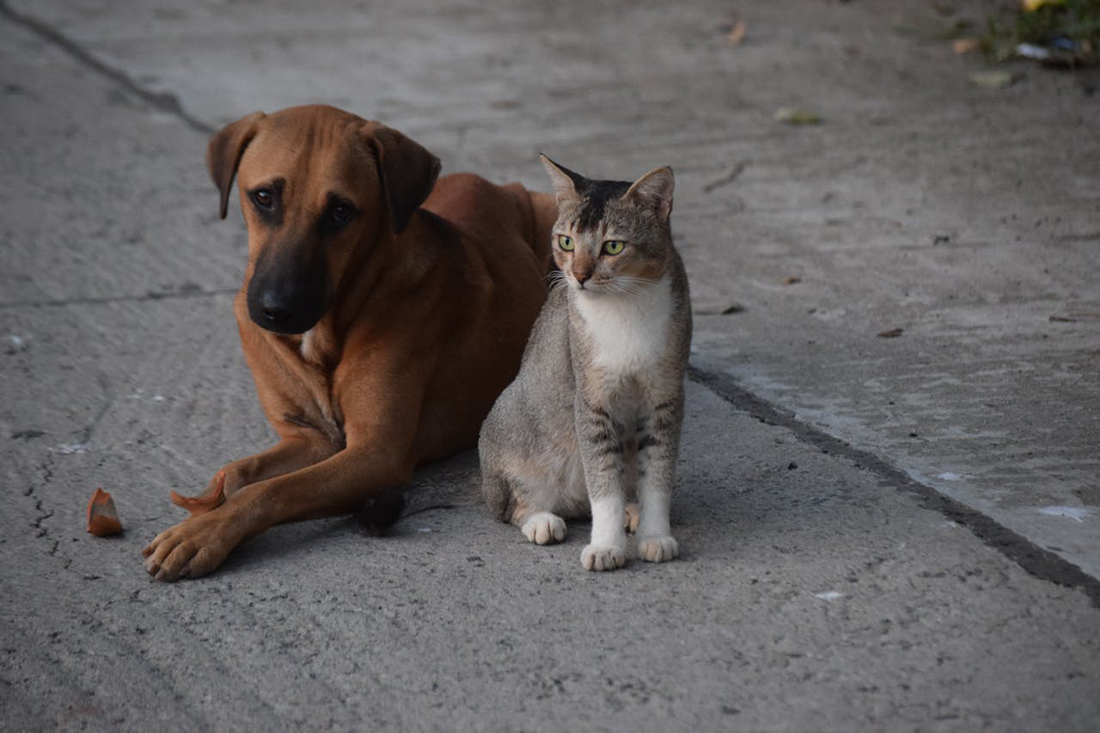 Perro y gato - Foto de Wander Kash: https://www.pexels.com/es-es/foto/perro-sentado-mascotas-gato-20816519/