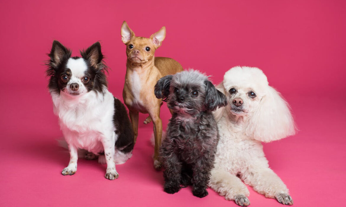 Razas pequeñas - Foto de Goochie Poochie Grooming: https://www.pexels.com