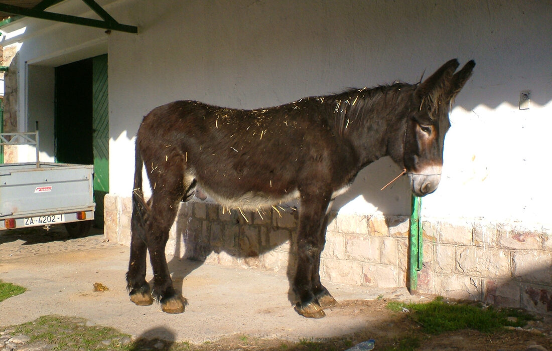 Burro zamorano - Foto propiedad de: Iván Salvia