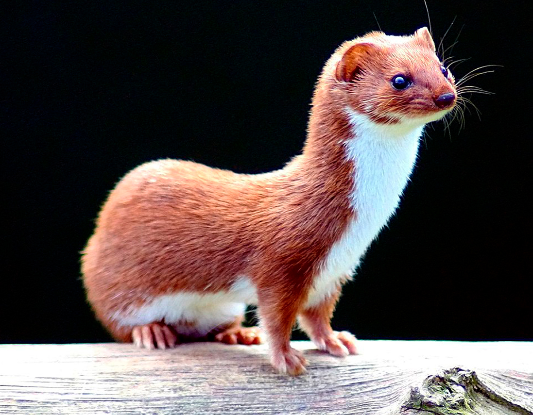 Comadreja - Por Keven Law - Wikipedia