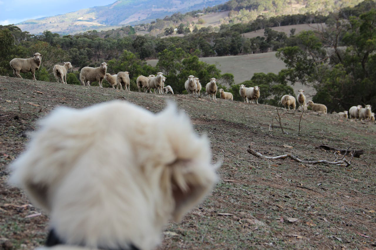 Perro con ganado - Foto de Mark McMillan - Pexels