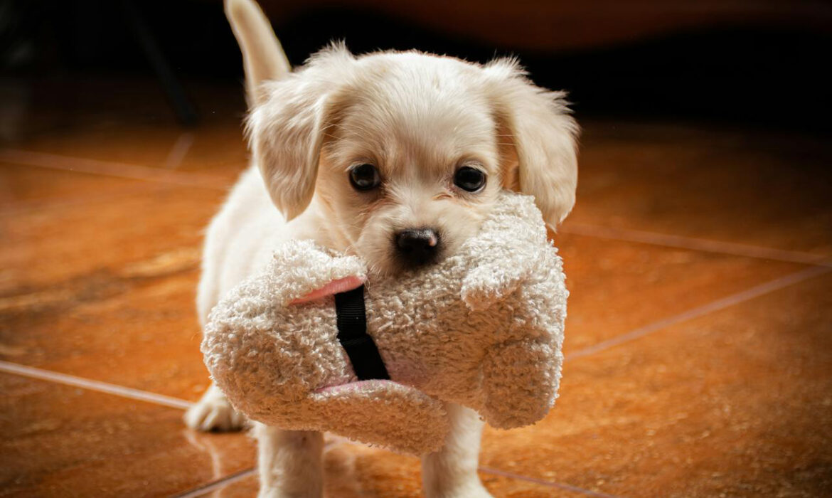 Perrito - Pexels - Foto de Geofre Sampen