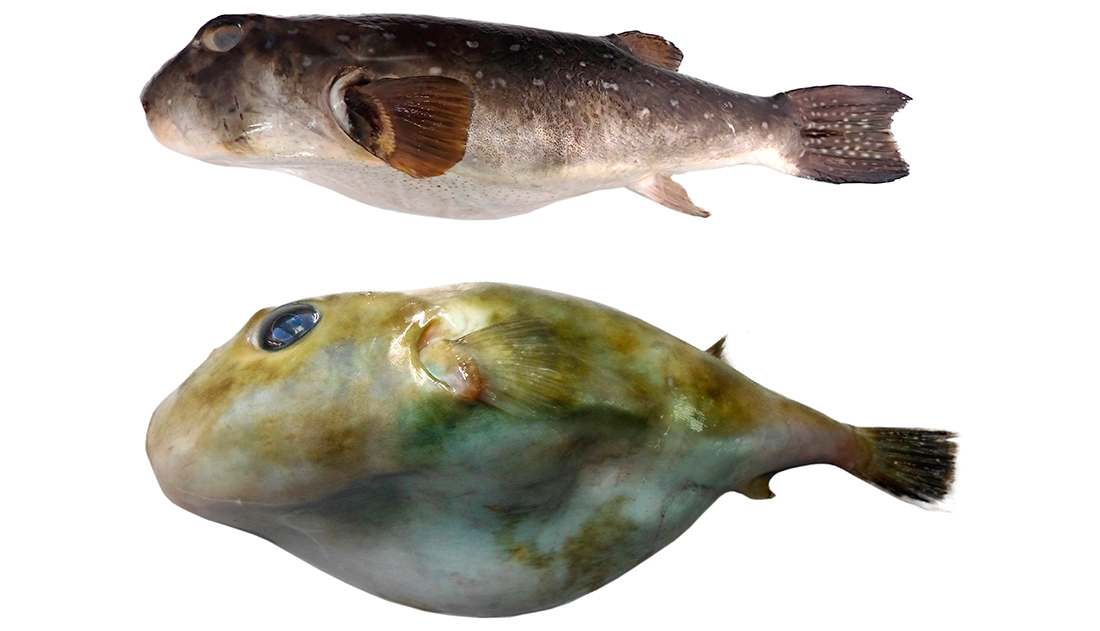 Pez Globo - Foto propiedad de E. guttifer y S. pachygaster