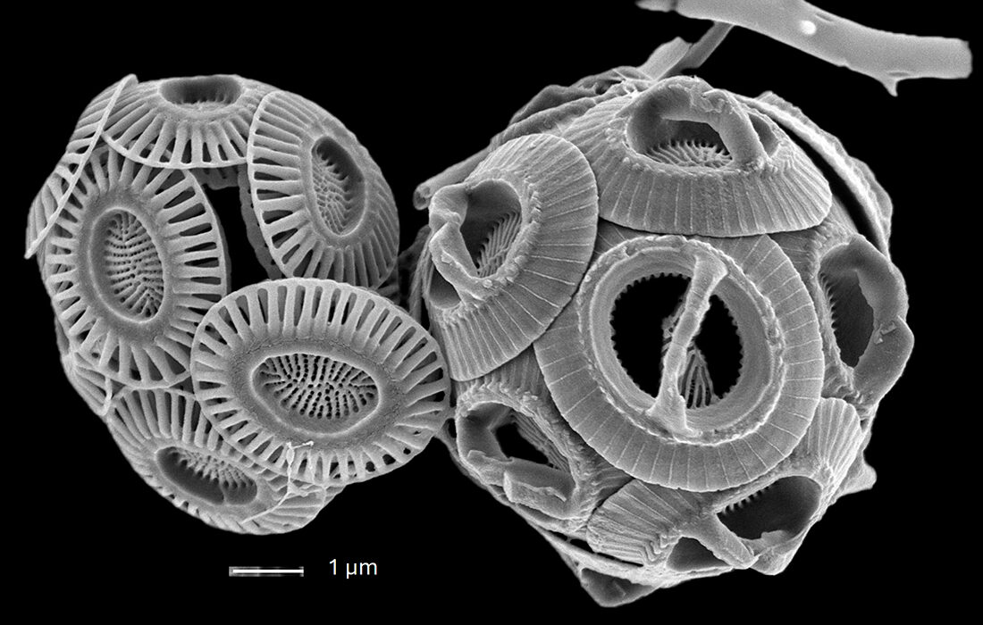 Placton - Universidad de Barcelona