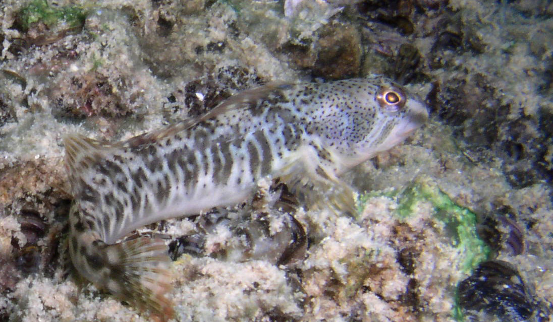 Por Olivier Croissant - pez fraile, blenio de río (Salaria fluviatilis)