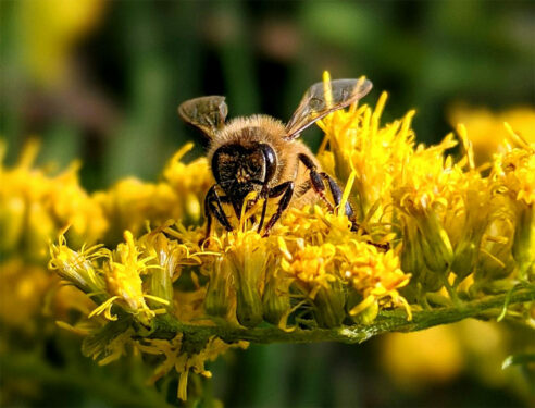 Abejas - Foto de Tabitha Favor - Pexels