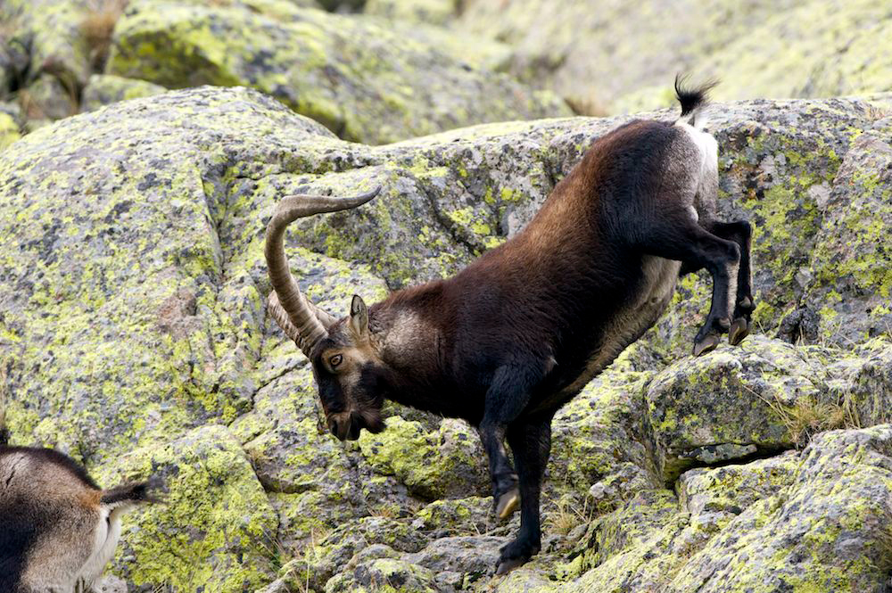 Cabra montesa - Por Arturo de Frias Marques - Pexels