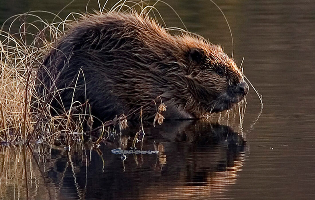 Castor europeo - Por Per Harald Olsen - Wikipedia