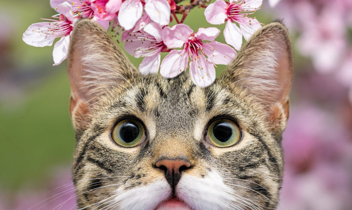 Gatos primavera -Foto de Gundula Vogel - Pexels