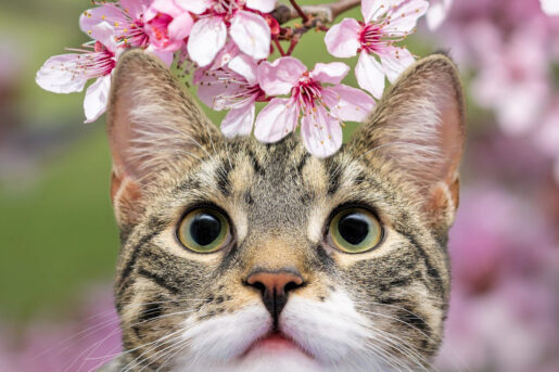 Gatos primavera -Foto de Gundula Vogel - Pexels