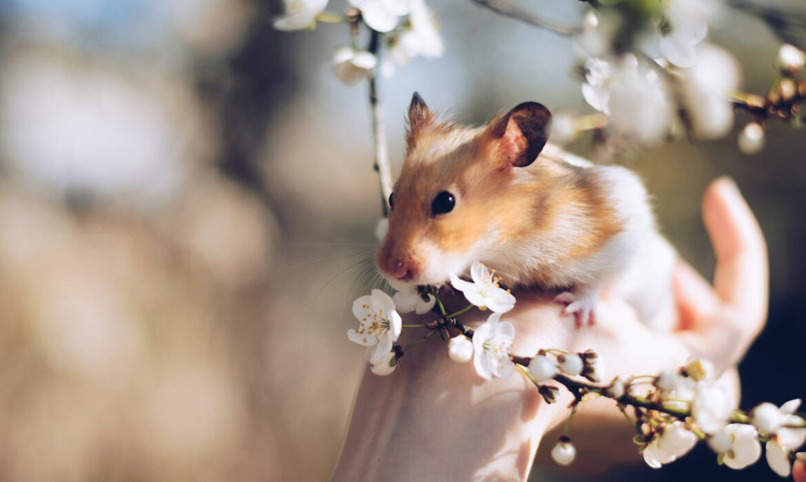 Hamaster - Pexels