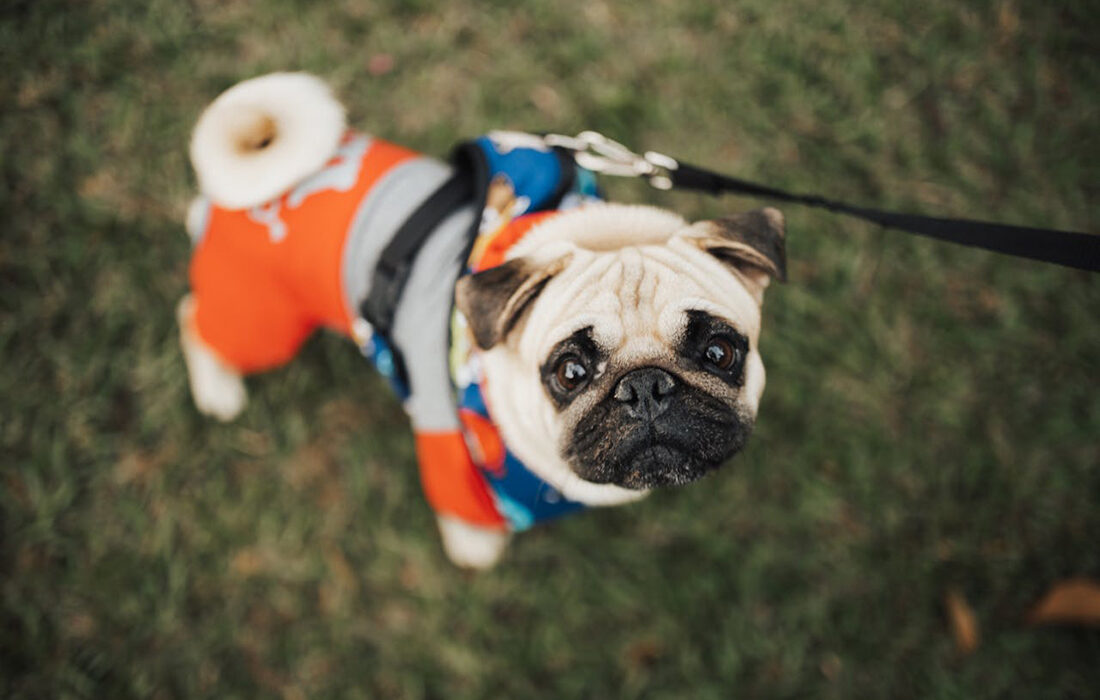 Perro delgado - Foto de Matheus Bertelli - Pexels