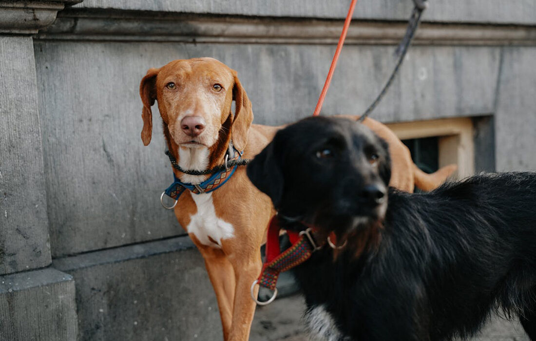 Perros atados - Foto de Mathias Reding - Pexels