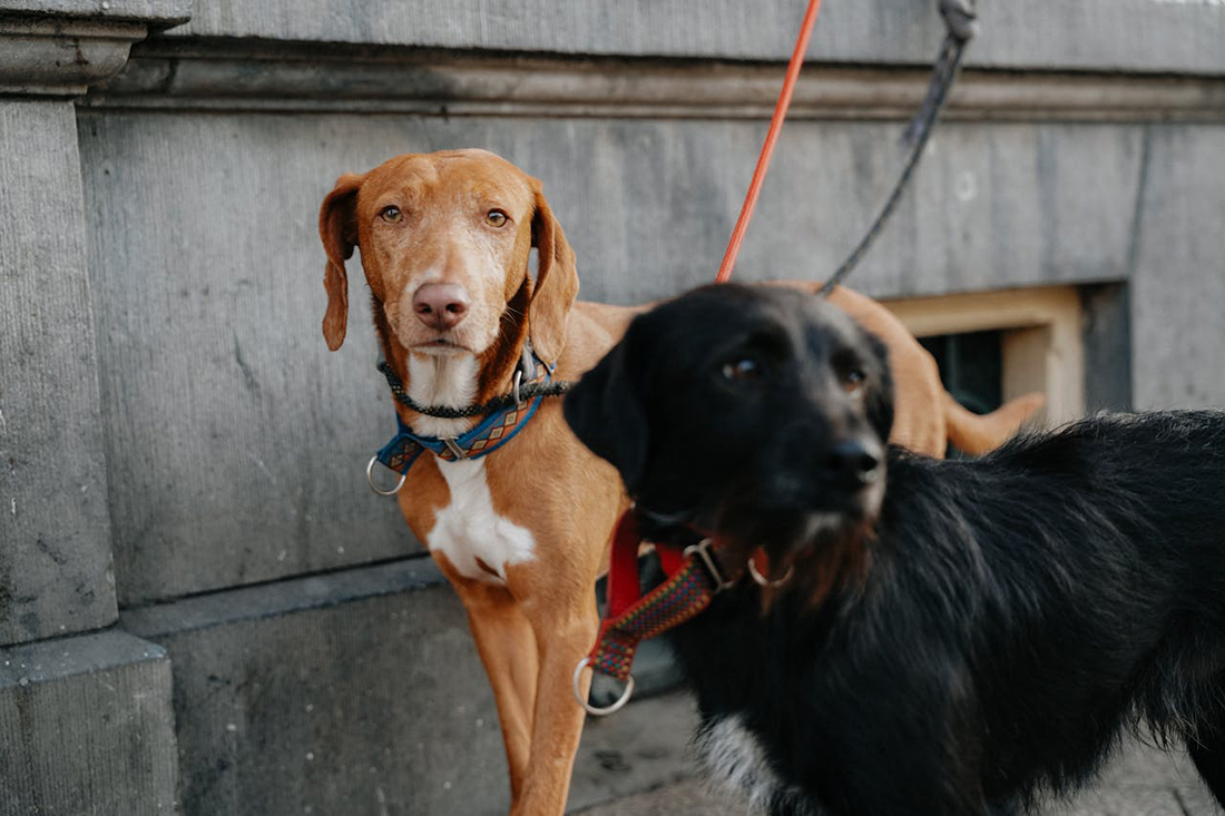 Perros atados - Foto de Mathias Reding - Pexels