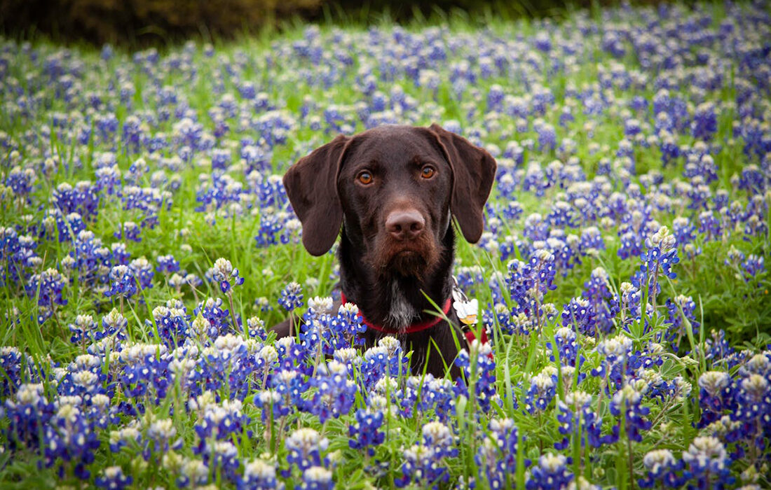 Perros primavera - Foto de Steve W. - Pexels