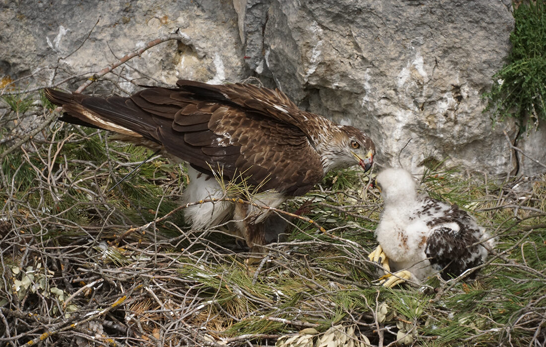 Águila perdicera - Aquila fasciata - Por Leonardo Fernández Lázaro - Wikipedia