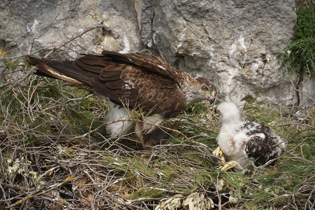 Águila perdicera - Aquila fasciata - Por Leonardo Fernández Lázaro - Wikipedia