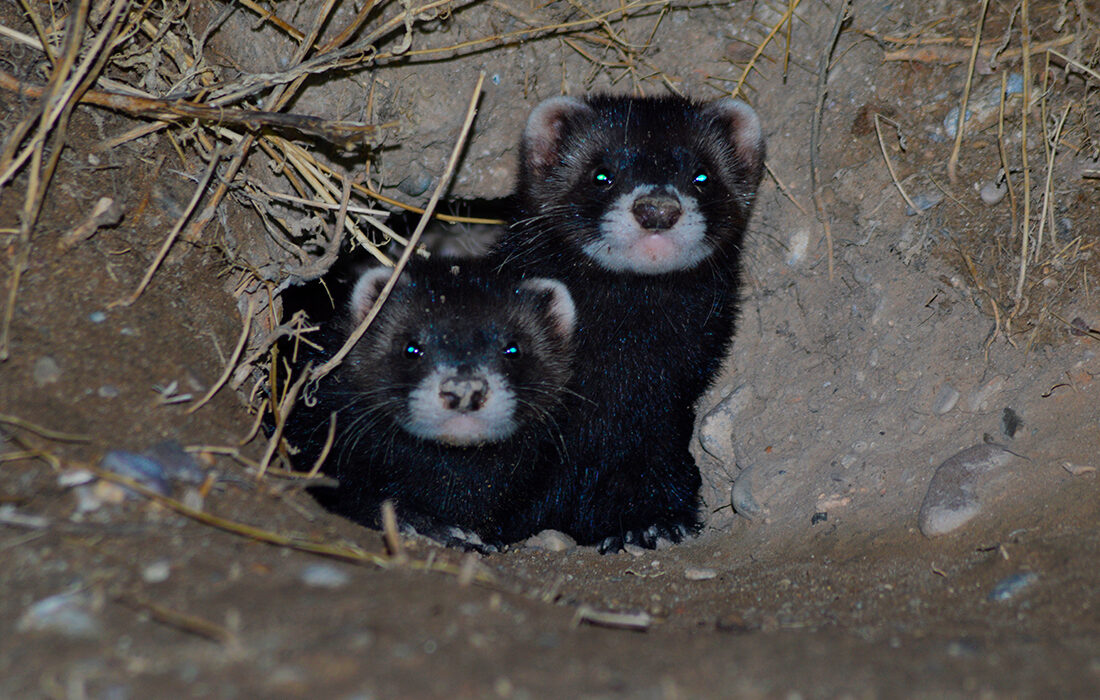 Turón europeo - Dos ejemplares juveniles de turón europeo (Mustela putorius) asomándose a la entrada de una hura en un vivar de conejo en la provincia de Valladolid. La imagen muestra una escena poco habitual de esta especie esquiva y de hábitos principalmente nocturnos. Crédito: Guillermo Carmona